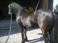 Vente de cheval : zober